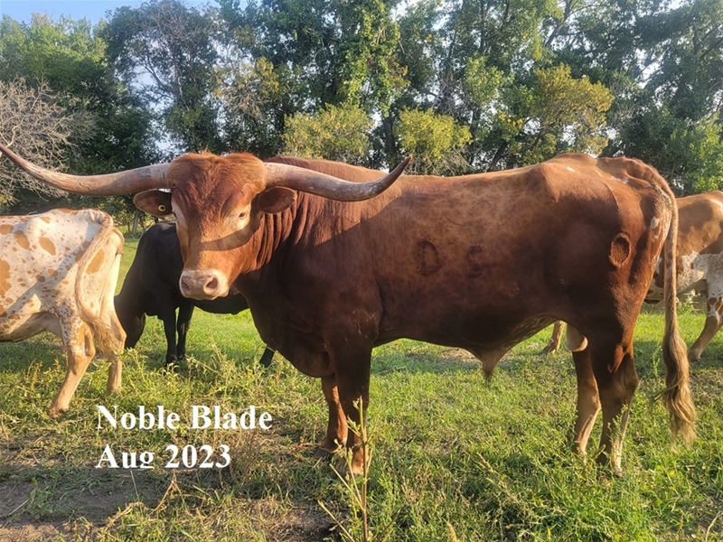 SEMEN AVAILABLE NOBLE BLADE owned by DS Cattle Company Darryl Swark